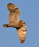 Hibou-des-marais-Z09 4442