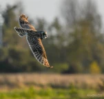 Hibou-des-marais-DSC 3226