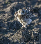 Hibou-des-marais-DSC 7449-2-2