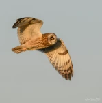 Hibou-des-marais-DSC 2629