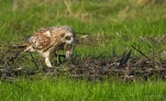 Hibou-des-marais-proie-campagnol-DSC 8002