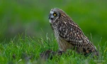 Hibou-des-marais-DSC 6018