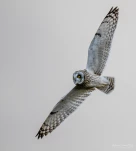 Hibou-des-marais-DSC 9089-2