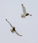 Hibou-des-marais-DSC 8672