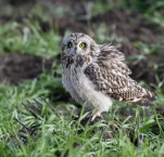 Hibou-des-marais-DSC 1915-2