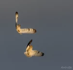 Hibou-des-marais-DSC 7941