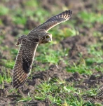 Hibou-des-marais-DSC 5171