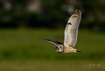 Hibou-des-marais-DSC 3904-4