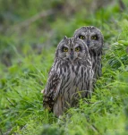 Hibou-des-marais-DSC 2836