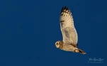 Hibou-des-marais-DSC 2605