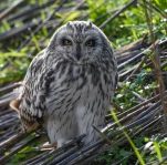 Hibou-des-marais-DSC 1407