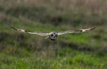 Hibou-des-marais-DSC 6554