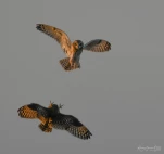 Hibou-des-marais-DSC 2838