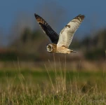 Hibou-des-marais-DSC 3617