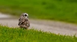 Hibou-des-marais-DSC 8624-2