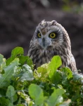 Hibou-des-marais-DSC 2347