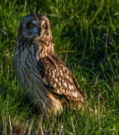 Hibou-des-marais-DSC 0944