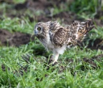 Hibou-des-marais-DSC 1919-2