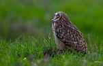 Hibou-des-marais-DSC 5959
