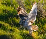 Hibou-des-marais-DSC 2984
