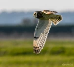 Hibou-des-marais-DSC 5474