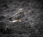 Hibou-des-marais-DSC 2674-2