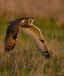 Hibou-des-marais-DSC 0090