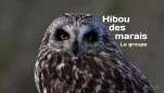 Hiboudesmarais-LeGroupe