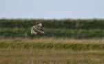 Hibou-des-marais-DSC 5588