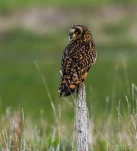 Hibou-des-marais-DSC 5716