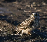 Hibou-des-marais-DSC 8815-2