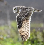 Hibou-des-marais-DSC 3927-2