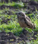 Hibou-des-marais-DSC 1674