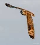 Hibou-des-marais-DSC 3303