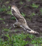 Hibou-des-marais-DSC 2931