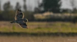 Hibou-des-marais-DSC 3227