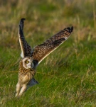 Hibou-des-marais-DSC 7965