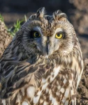 Hibou-des-marais-DSC 8399-2