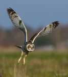 Hibou-des-marais-DSC 4953