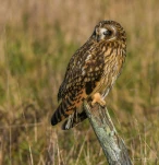 Hibou-des-marais-DSC 1937-2-2