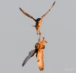 Hibou-des-marais-DSC 6557-2