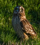 Hibou-des-marais-DSC 0960