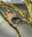 rougegorge-familier-DSC 2188-2