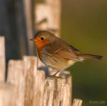 Rougegorge-familier-DSC 8552-2