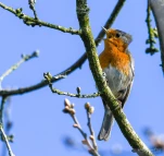 Rougegorge-familier-DSC 7051-2