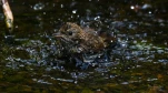 Rougegorge-familier-juvenile-bain-DSC 7967-2