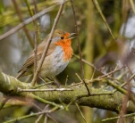 rougegorge-familier-DSC 2037-2