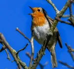 Rougegorge-familier-bec-DSC 2265-2