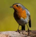 Rougegorge-familier-DSC 0169-2