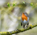 Rougegorge-familier-DSC 8336